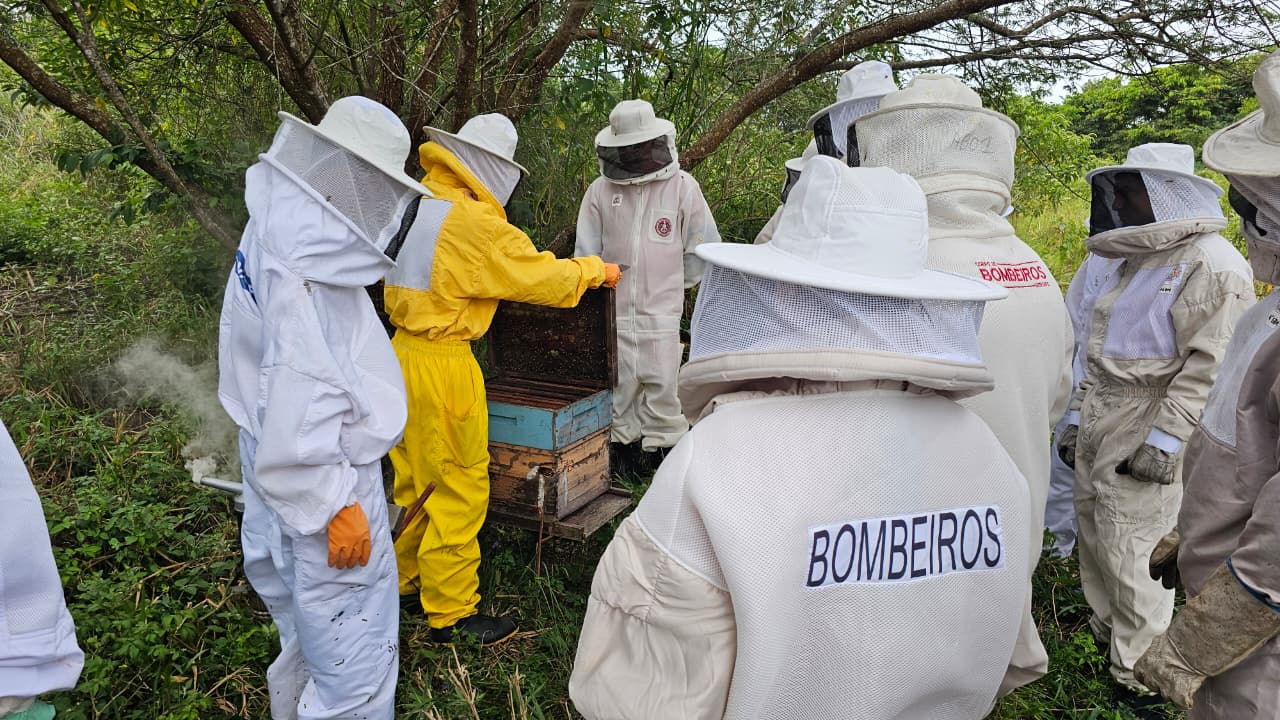Corpo de Bombeiros alerta que primavera e verão são estações com mais casos de ataques de abelhas e orienta sobre prevenção